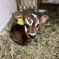 Новорожденное чудо на ферме | Сыроварня Олега Сироты