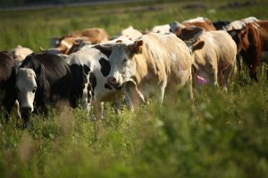 Коровы на поле | Сыроварня Олега Сироты