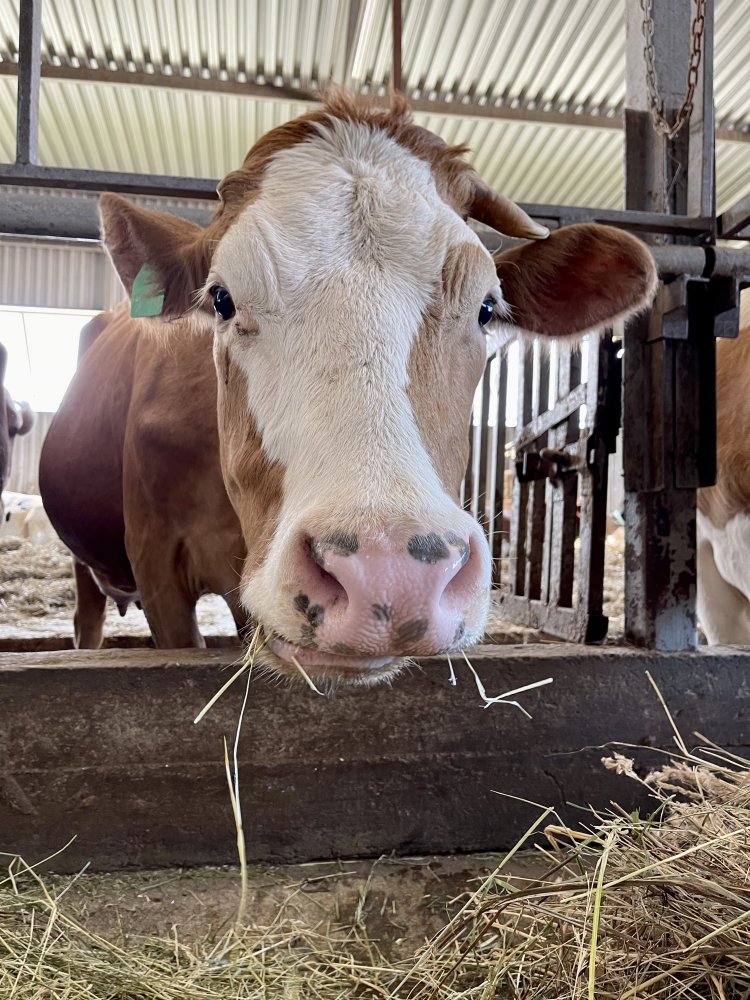Знакомьтесь! Парма – наша самая дойная корова | Сыроварня Олега Сироты