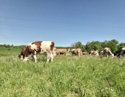 Наши коровы на лугу | Сыроварня Олега Сироты